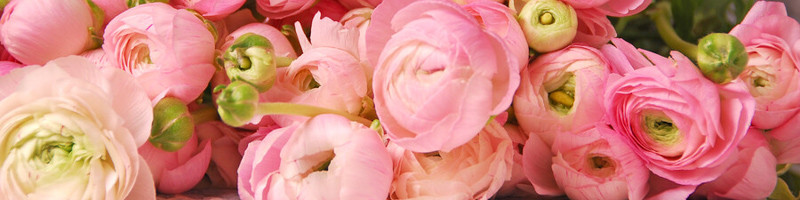 Ranunculus, buttercup, Persian buttercup